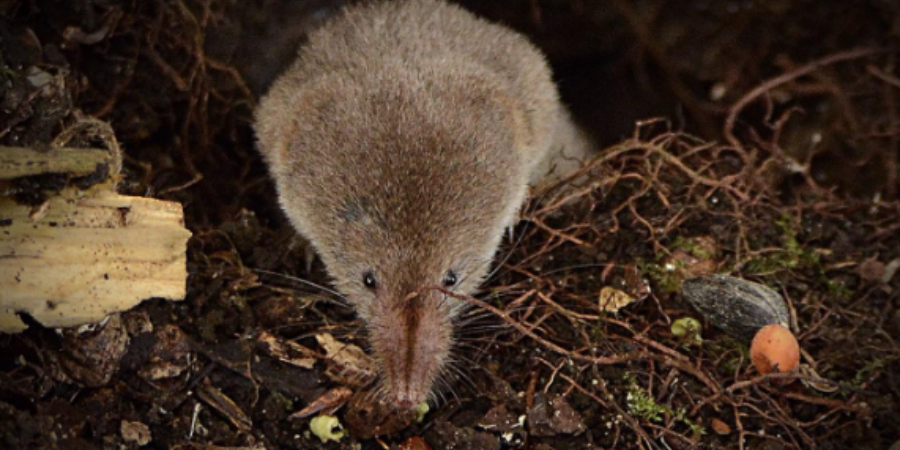 Sorex ornatus - Вікіпедія